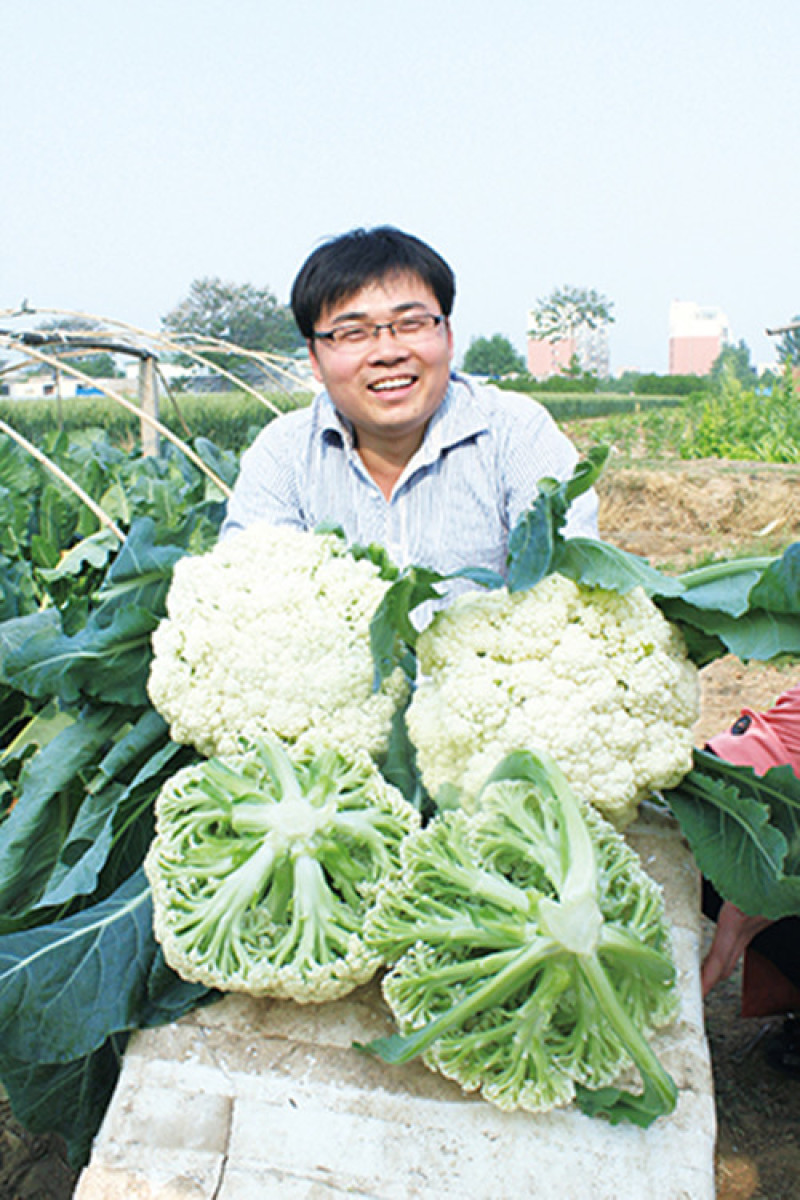 松花菜种子青梗散花菜全松型珍玉松花80豫艺种业厂家直销