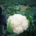 松花菜种子青梗散花菜全松型珍玉松花80豫艺种业厂家直销