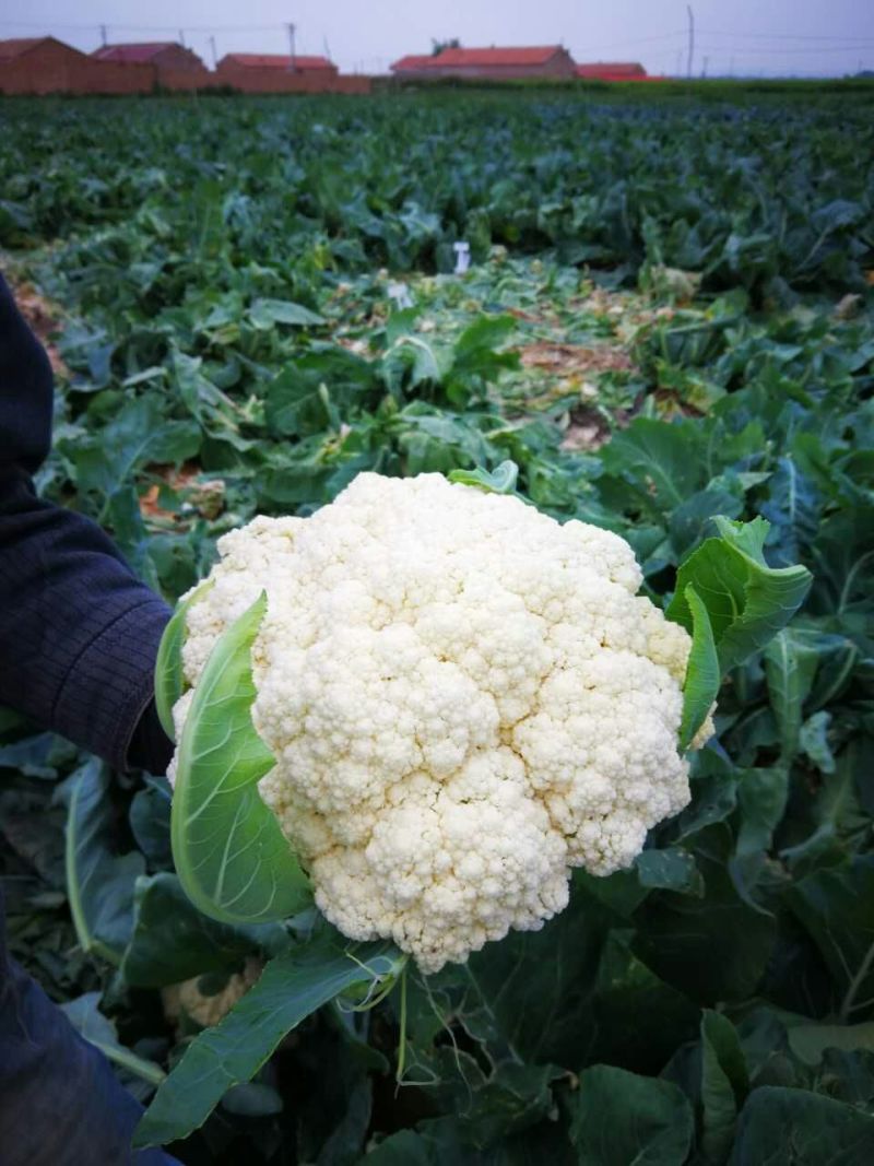 松花菜种子青梗散花菜全松型珍玉松花80豫艺种业厂家直销