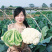 松花菜种子青梗散花菜全松型珍玉松花80豫艺种业厂家直销