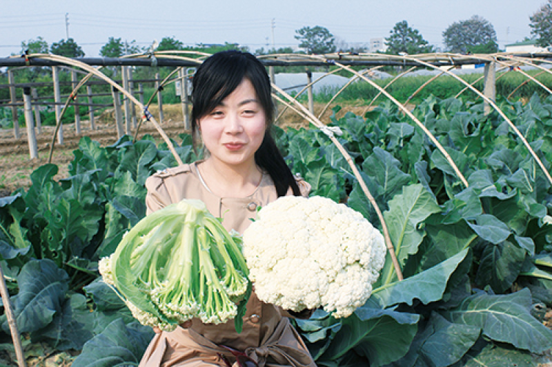 松花菜种子青梗散花菜全松型珍玉松花80豫艺种业厂家直销