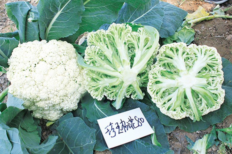 松花菜种子青梗散花菜全松型珍玉松花80豫艺种业厂家直销