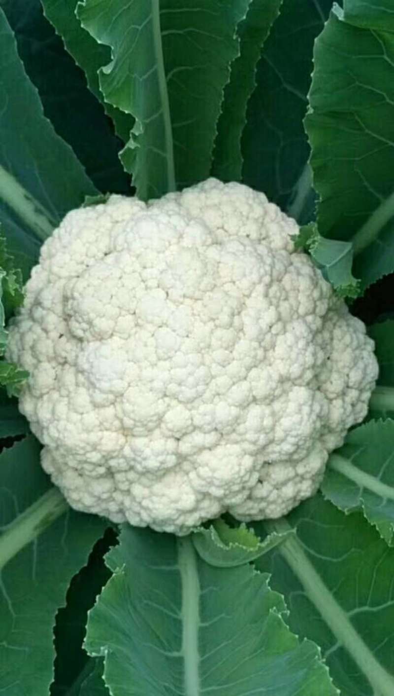 松花菜种子青梗散花菜全松型珍玉松花80豫艺种业厂家直销