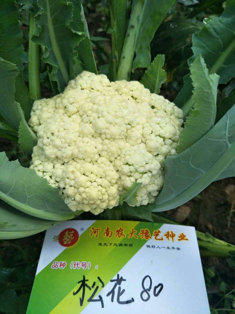 松花菜种子青梗散花菜全松型珍玉松花80豫艺种业厂家直销