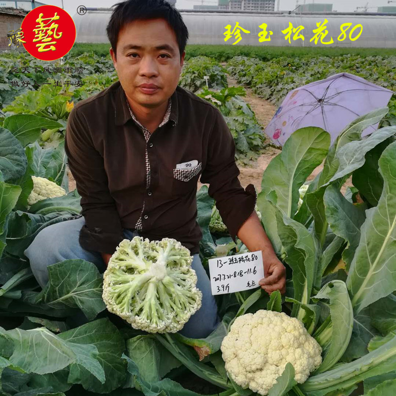 松花菜种子青梗散花菜全松型珍玉松花80豫艺种业厂家直销