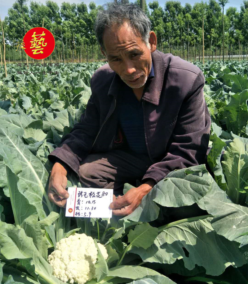 松花菜种子青梗散花菜全松型珍玉松花80豫艺种业厂家直销