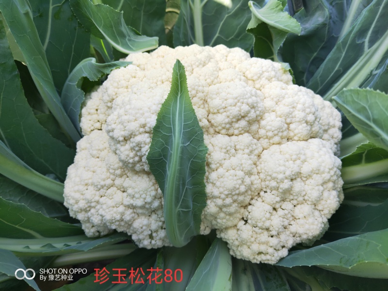 松花菜种子青梗散花菜全松型珍玉松花80豫艺种业厂家直销