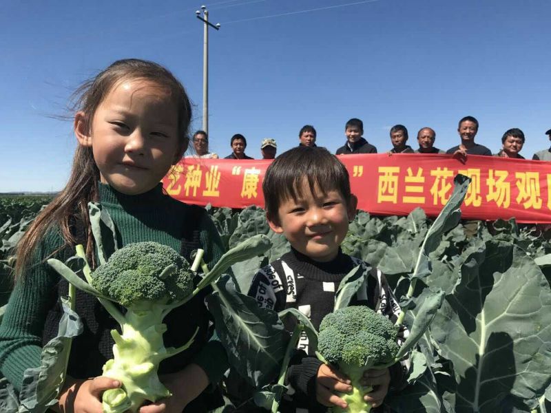 精品西兰花种子耐寒米粒小康千万三号豫艺种业厂家直销