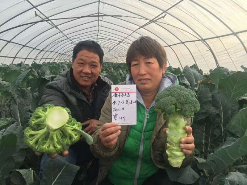 精品西兰花种子耐寒米粒小康千万三号豫艺种业厂家直销