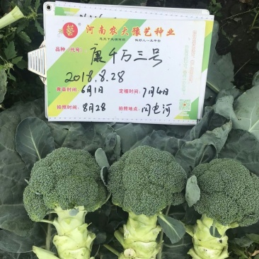 精品西兰花种子耐寒米粒小康千万三号豫艺种业厂家直销