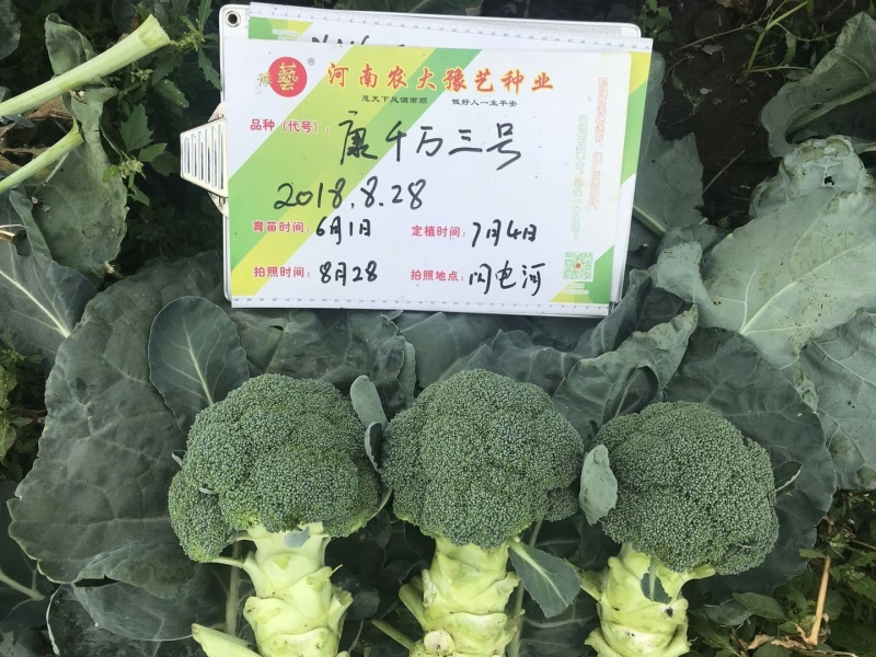 精品西兰花种子耐寒米粒小康千万三号豫艺种业厂家直销
