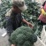 精品西兰花种子耐寒米粒小康千万三号豫艺种业厂家直销