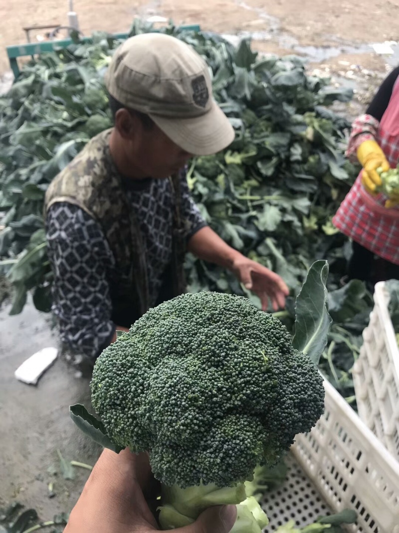 精品西兰花种子耐寒米粒小康千万三号豫艺种业厂家直销