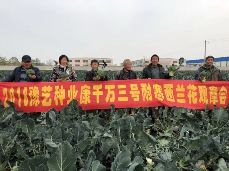精品西兰花种子耐寒米粒小康千万三号豫艺种业厂家直销