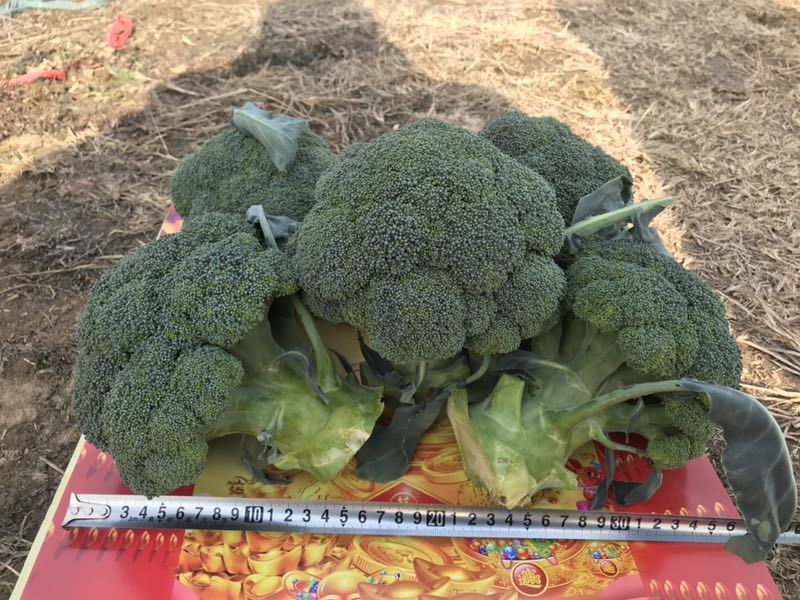 精品西兰花种子耐寒米粒小康千万三号豫艺种业厂家直销