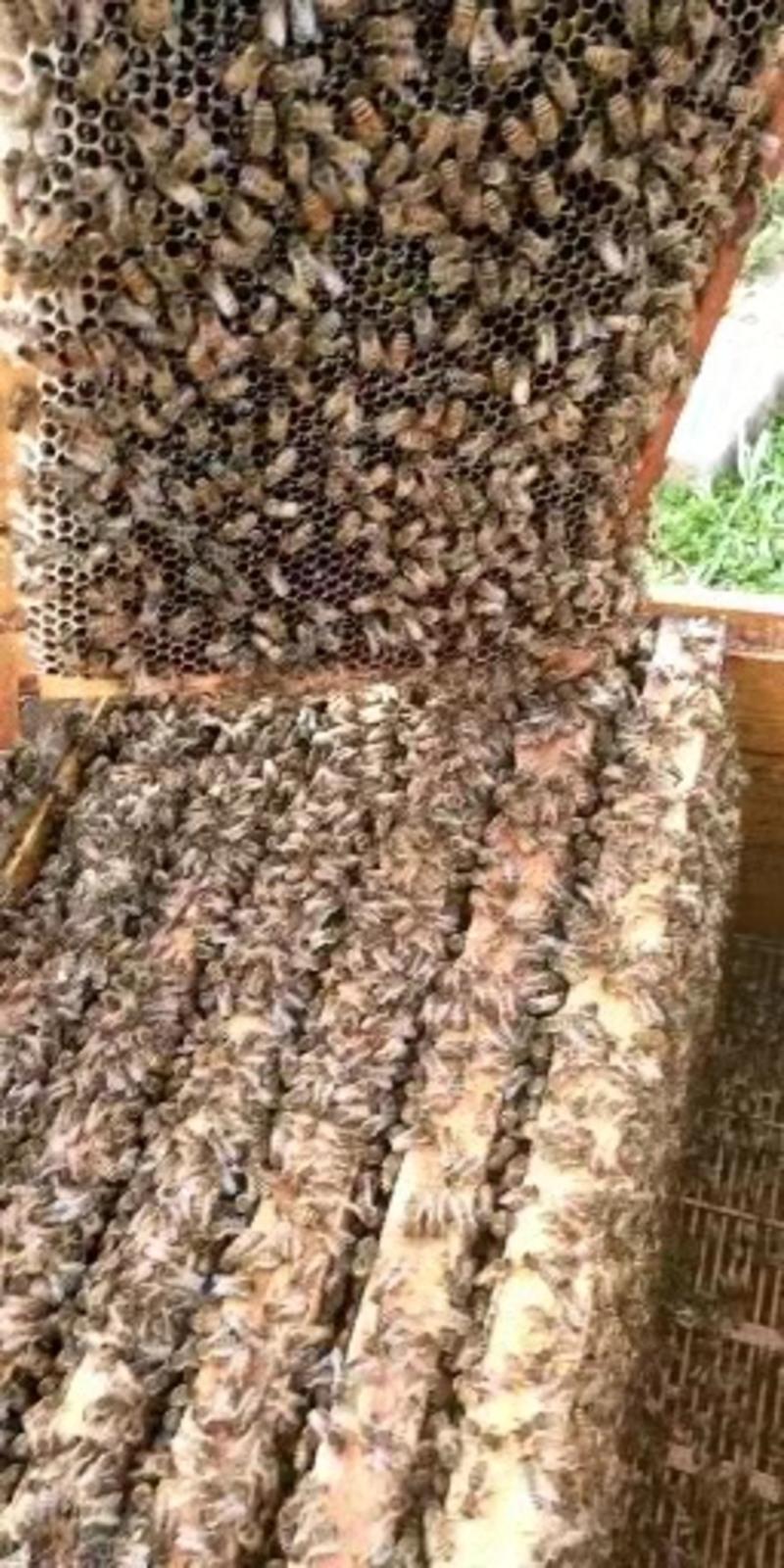 土蜂蜜伏牛山大山深处的土蜂蜜