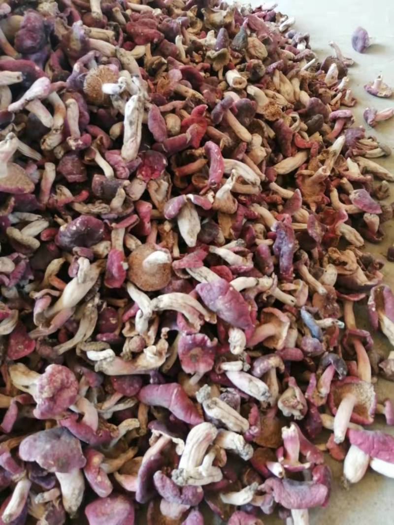 野生红菇河南产地直供精品红菇品质保证一手货源