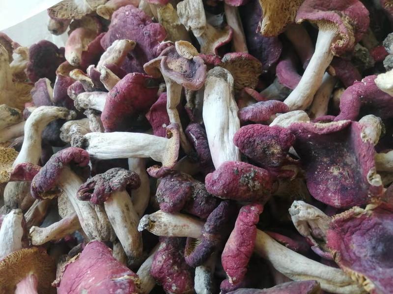 野生红菇河南产地直供精品红菇品质保证一手货源