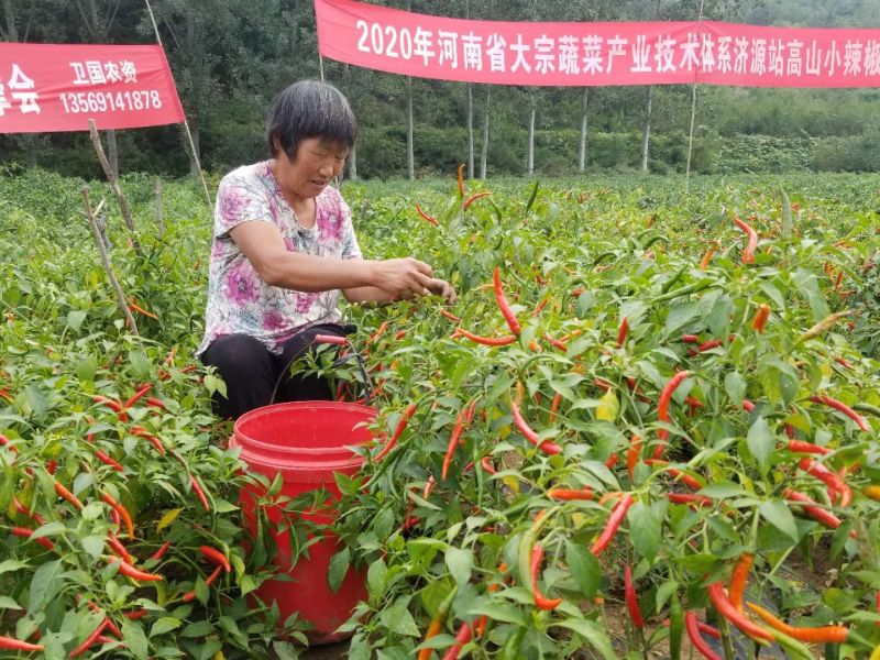 单生朝天椒米椒艳红辣椒豫艺天艳豫艺种业厂家直销