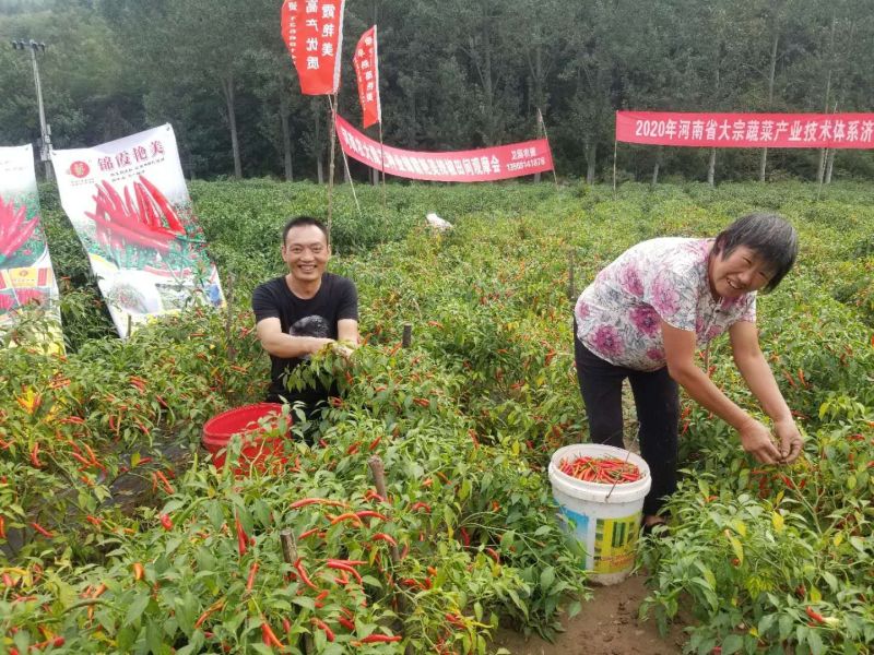 单生朝天椒米椒艳红辣椒豫艺天艳豫艺种业厂家直销
