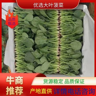 山东【滨州惠民】大叶菠菜上市中，大量供货，欢迎实地考察