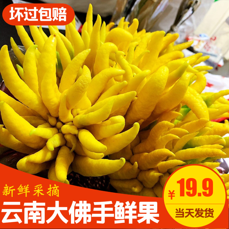 云南佛手