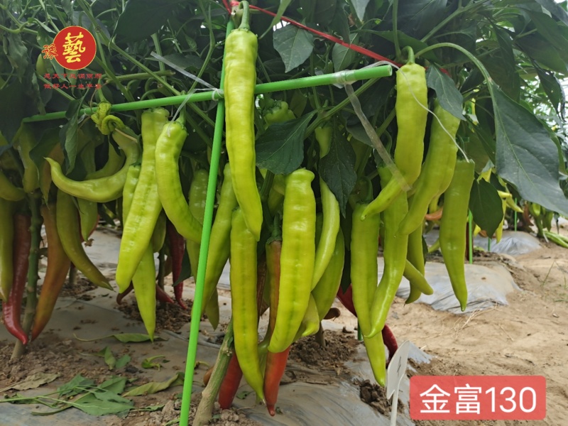 精品黄皮尖椒种子羊角椒早熟高产金富130豫艺种业厂家直销