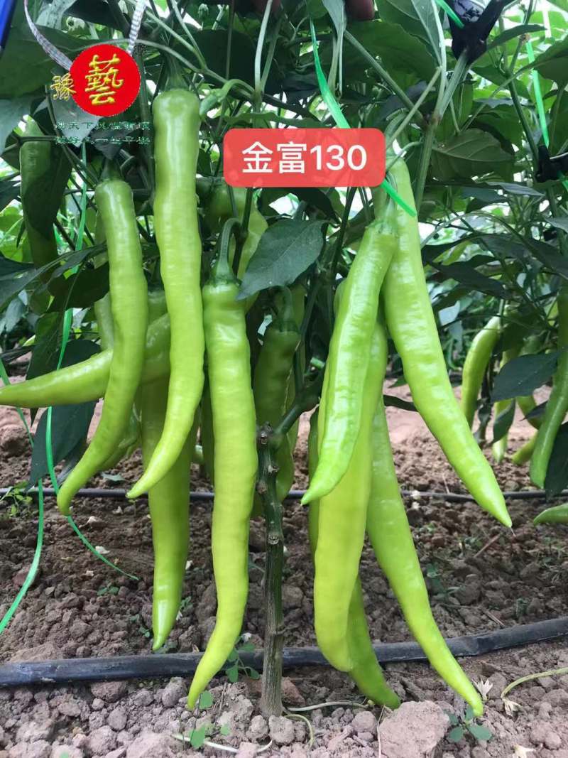 精品黄皮尖椒种子羊角椒早熟高产金富130豫艺种业厂家直销