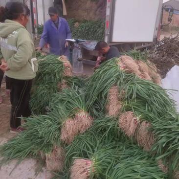 丰县红根蒜苗，现货量大，产地看货直发一手货源诚信经营。