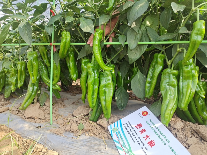 精品牛角泡椒种子大果高产墨秀大椒豫艺种业厂家直销