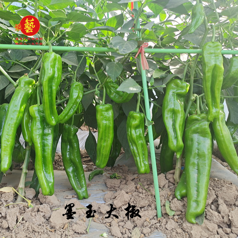 精品牛角泡椒种子大果高产墨秀大椒豫艺种业厂家直销