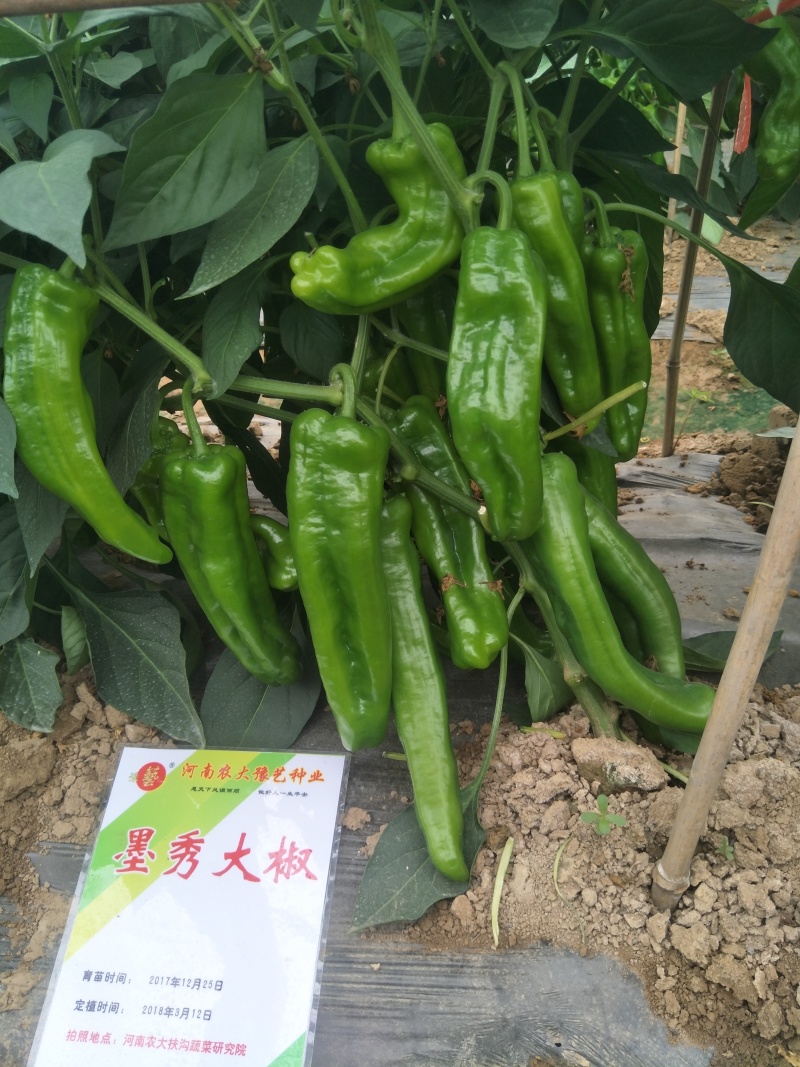 精品牛角泡椒种子大果高产墨秀大椒豫艺种业厂家直销