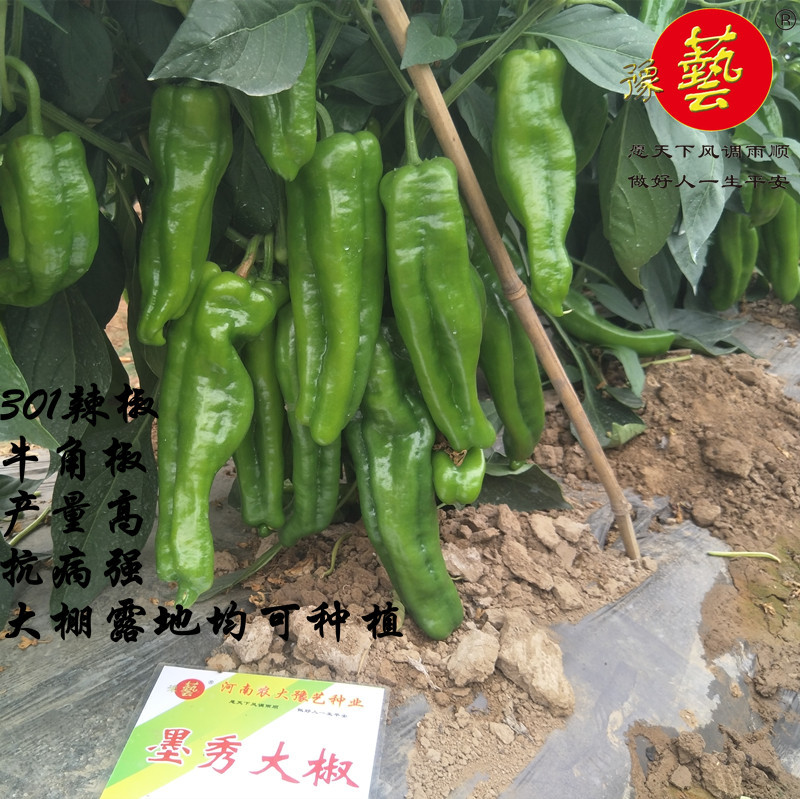 精品牛角泡椒种子大果高产墨秀大椒豫艺种业厂家直销