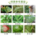 3%中生菌素番茄溃疡魔芋软腐哈密瓜角斑芒果角斑农药杀菌
