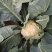 白菜花实花菜种子颜色白早熟耐热珍玉50豫艺种业厂家直销