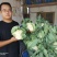白菜花实花菜种子颜色白早熟耐热珍玉50豫艺种业厂家直销