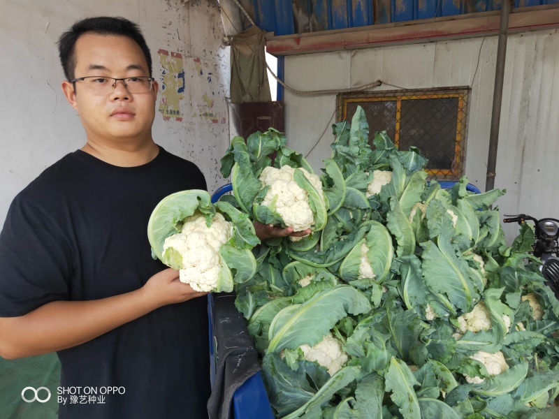 白菜花实花菜种子颜色白早熟耐热珍玉50豫艺种业厂家直销