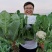 白菜花实花菜种子颜色白早熟耐热珍玉50豫艺种业厂家直销