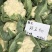 白菜花实花菜种子颜色白早熟耐热珍玉50豫艺种业厂家直销