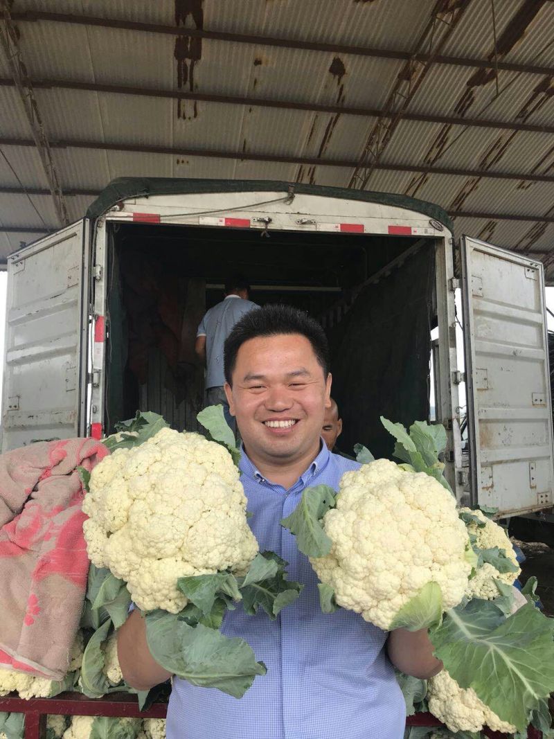 白菜花实花菜种子颜色白早熟耐热珍玉50豫艺种业厂家直销