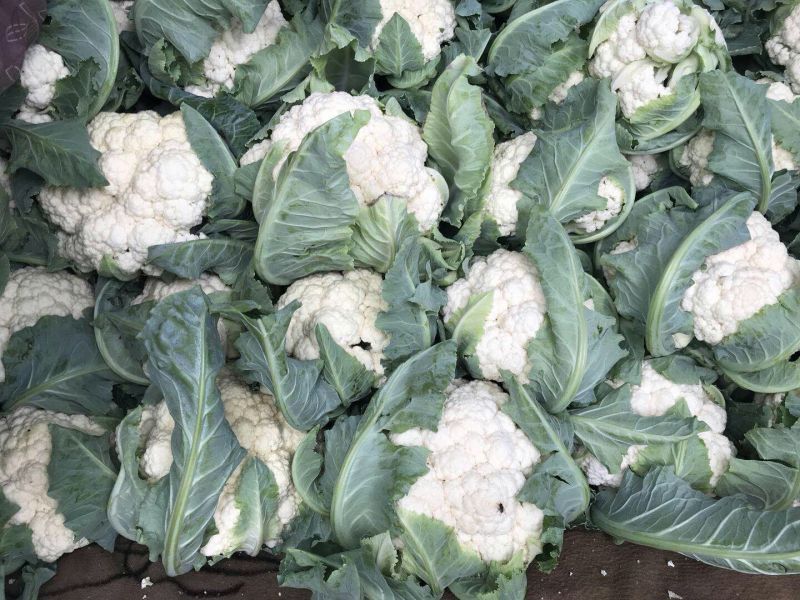 白菜花实花菜种子颜色白早熟耐热珍玉50豫艺种业厂家直销