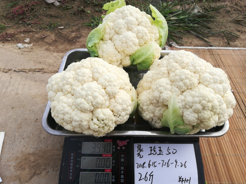 白菜花实花菜种子颜色白早熟耐热珍玉50豫艺种业厂家直销