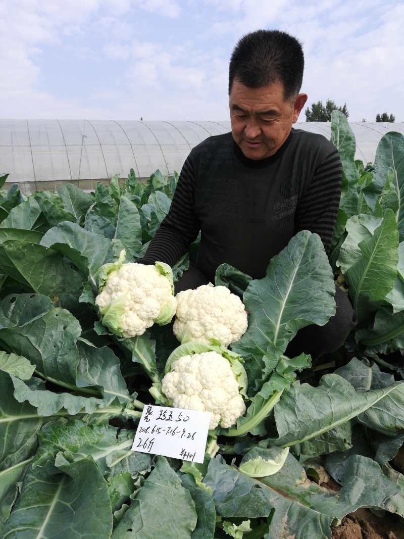 白菜花实花菜种子颜色白早熟耐热珍玉50豫艺种业厂家直销