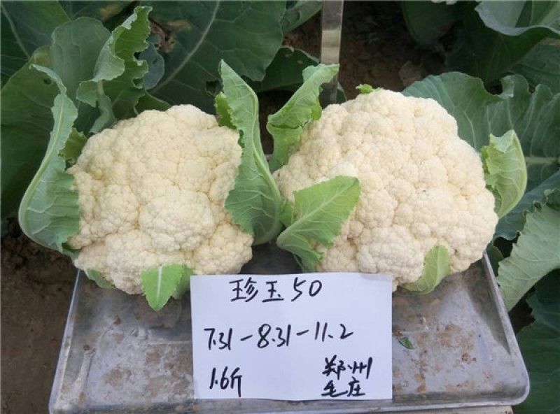 白菜花实花菜种子颜色白早熟耐热珍玉50豫艺种业厂家直销