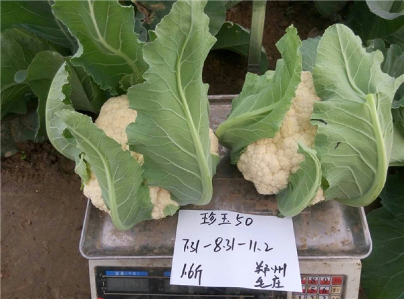 白菜花实花菜种子颜色白早熟耐热珍玉50豫艺种业厂家直销