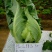 白菜花实花菜种子颜色白早熟耐热珍玉50豫艺种业厂家直销