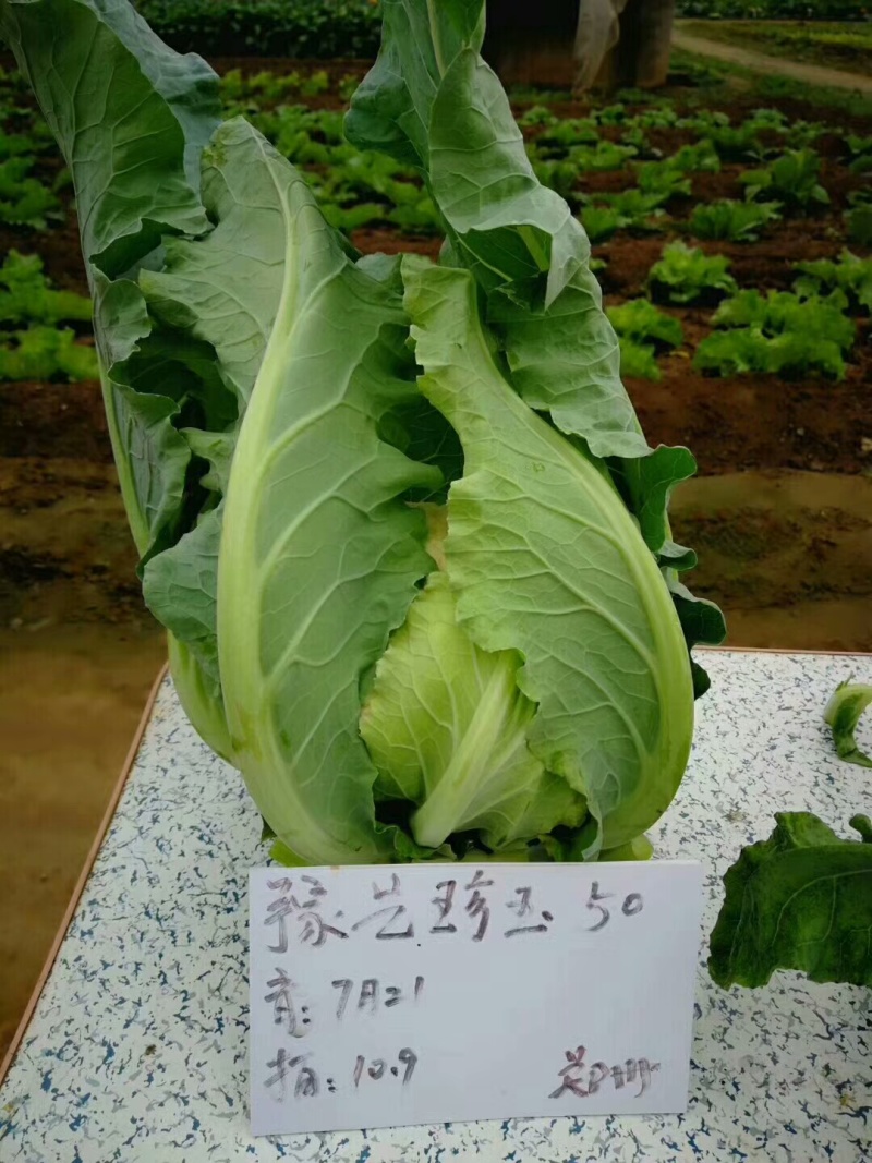 白菜花实花菜种子颜色白早熟耐热珍玉50豫艺种业厂家直销