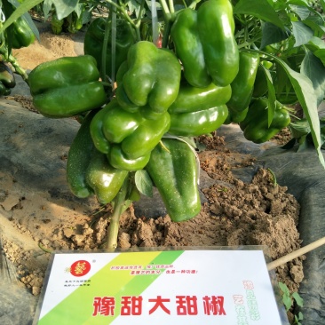 甜椒种子方椒薄皮豫甜大甜椒早熟豫艺种业厂家直销