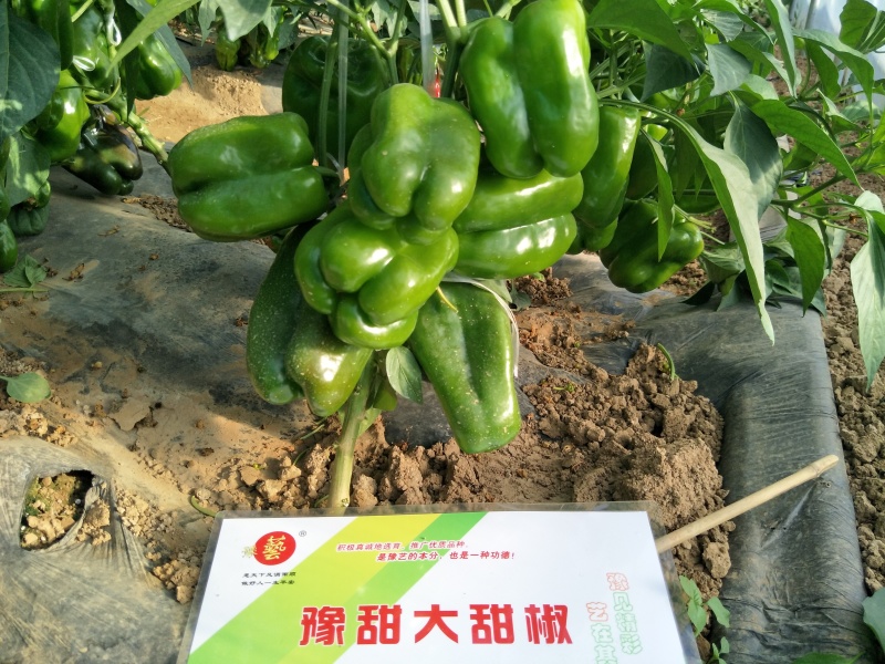 甜椒种子方椒薄皮豫甜大甜椒早熟豫艺种业厂家直销