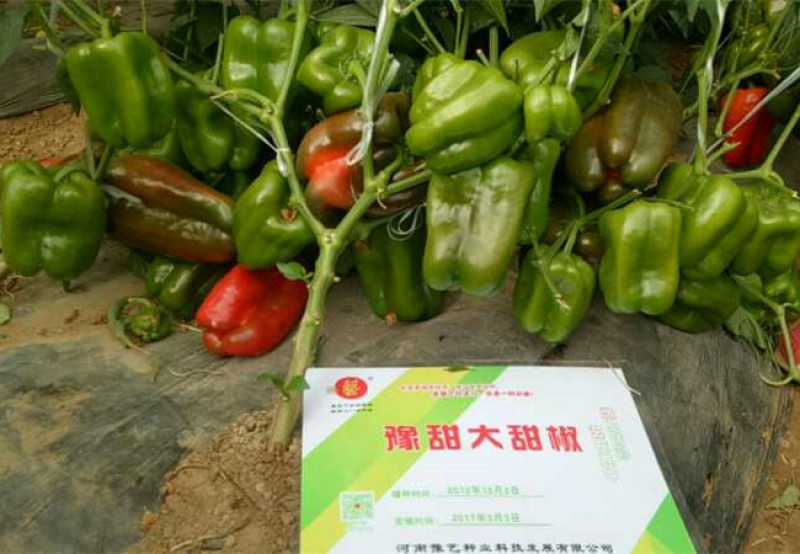 甜椒种子方椒薄皮豫甜大甜椒早熟豫艺种业厂家直销